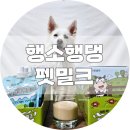 펫조이 이미지