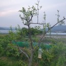 대추나무 이미지