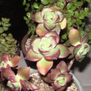 크라우스 이미지