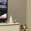 펫바스로 동탄 이미지