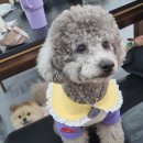 아띠펫 | [명지국제신도시 아띠펫 방문 후기] 강아지 스파,목욕,놀이방까지!