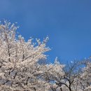 세미근린공원 | (26.04.12) sk인천석유화학 벚꽃동산 후기