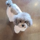 애견카페&호텔 댕댕당 이미지