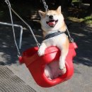 댕댕이집