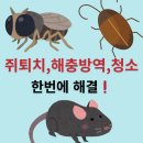 영양용역방역공사 | 쥐 잡는 업체 바퀴벌레 해충 방역 청소까지 같이 진행하면 비용 저렴할까