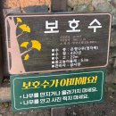 더미량(THE MIRYANG) | 금시당 &amp; 용두산 생태공원 산책] 아직 덜 노랐지만 한 주만 더 기다리면 절정! 가족과 따뜻한 가을 산책.