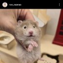 골든햄스터분양 탬펫 강남점 이미지