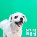 애니네 반려견 미용실 이미지