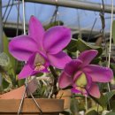 Cattleya nobilior 'Dom Rafael wenzel' AM/JOS 이미지