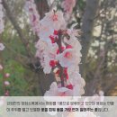 매화꽃환경