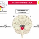 SCENT CONSTELLATION 향기 별자리 이미지