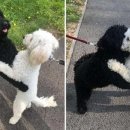 멍멍이네 이미지