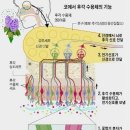 후각의 비밀-향기로 건강을 돌보다 이미지