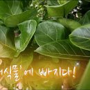 반려식물키우기 이미지