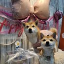 마이디(My:D) | [의정부]반려동물 수제간식점_'MY:D'