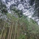 한오봉 편백나무숲 이미지