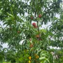 수진농장 이미지