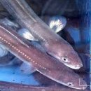 갯마을장어구이 이미지