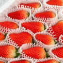 손가네 농장 이미지