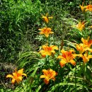 대연수목전시원 이미지