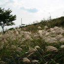 대황강 자연휴식공원 이미지