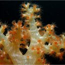 [Green Korea United] Independent Environmental Impact Assessment(EIA) of Coral Communities Surrounding the Intended Site of the Gangeong Naval Base 이미지