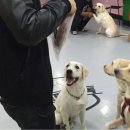 소울메이독 이미지