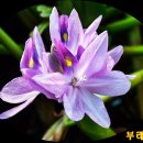 부레옥잠(water hyacinth) 이미지