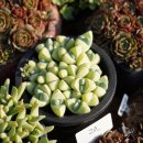 환성농장 이미지