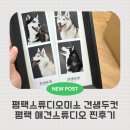 망치집 | 스튜디오미소에서 망치랑 마카 견생두컷 찍고 온 반려견사진 후기 (평택애견사진관)