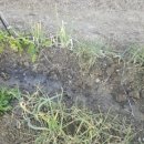 내동면시민텃밭 이미지