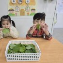 [망개송편 재료] 망개잎 관찰하기 이미지