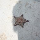 꿀꿀이네 이미지