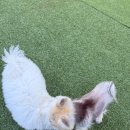 조강로 56번길 | [꼬똥이네 애견운동장] 수영장+바베큐+실내운동장까지 김포애견카페 끝판왕 후기