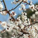 매화 어린이집 이미지