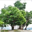 고목나무 이미지