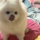 여시까까 네이버블로그