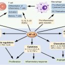 NF-κB( Nuclear Factor kappa-light-chain-enhancer of activated B cells) 염증경로 이미지
