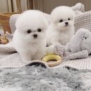 멈미스 이미지