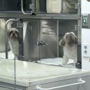 힐링동물병원 이미지