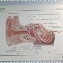 신세계보청기 이미지