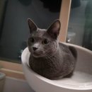 (주)우리사료 | 1인 가구 고양이 집사, 사료 관리에 탁월한 하림펫푸드 더리얼 고양이사료 후기