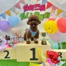 와이즈독 아카데미 이미지