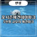 포시즌파크 | 안성 강아지 수영장 추천 포시즌테마파크 보호자 동반입장 가능