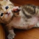 오파니