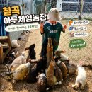 칠곡 아이랑 하루체험농장 물고기잡기 토끼 먹이주기 모래놀이 체험 후기