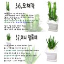 일반가정에서 많이 기르는 화초의 종류와 사진 이미지