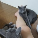 알콩달콩 이미지