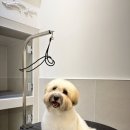 도그메종 이미지