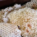 귀진농장 | 3월 제주도 유채꽃밭 명소 찾으시나요 동쪽에 별방진 좋았어요